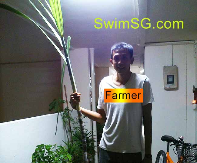 SwimSG.com - Swimming Coach Farmer In Singapore