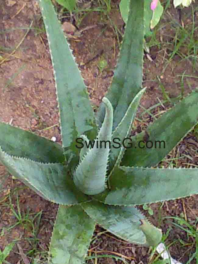 SwimSG - Herb For Swimming Aloe Vera