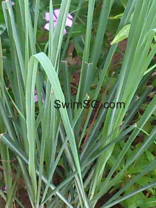 SwimSG - Lemon Grass Herb Swimming Classes