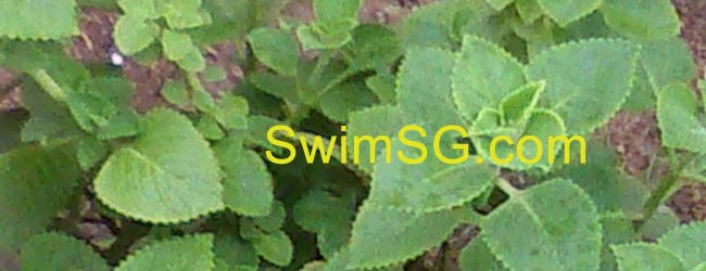 SwimSG.com - Mint Food Swimming Recovery